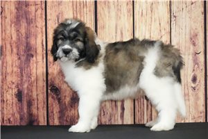 Gordy - Saint Berdoodle - St. Berdoodle for sale
