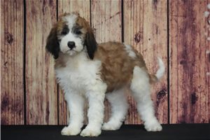 Rosie - Saint Berdoodle - St. Berdoodle for sale