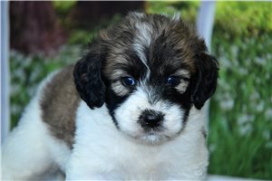 Carrie - puppy for sale