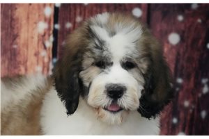 Milo - puppy for sale