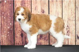 Corina - Saint Berdoodle - St. Berdoodle for sale