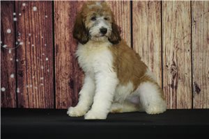 Venus - Saint Berdoodle - St. Berdoodle for sale