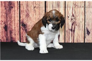 Yuki - puppy for sale