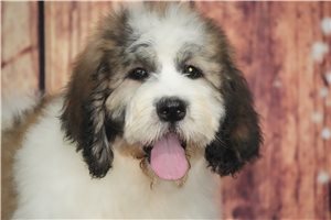 Milo - Saint Berdoodle - St. Berdoodle for sale