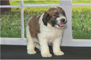 Ariel - puppy for sale