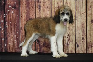 Hope - Saint Berdoodle - St. Berdoodle for sale