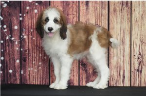 Freda - puppy for sale