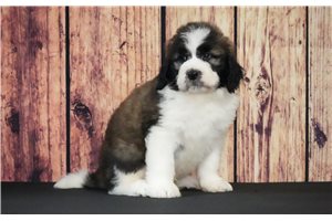 Rover - Saint Berdoodle - St. Berdoodle for sale