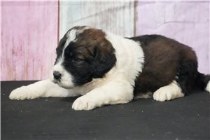 Garth - Saint Berdoodle - St. Berdoodle for sale