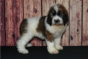 Marty - puppy for sale