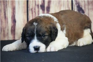 Henry - Saint Berdoodle - St. Berdoodle for sale