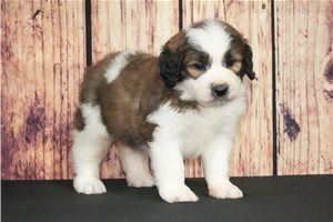 Colin - puppy for sale