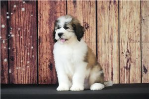 Milo - Saint Berdoodle - St. Berdoodle for sale