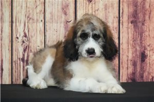 Hope - Saint Berdoodle - St. Berdoodle for sale