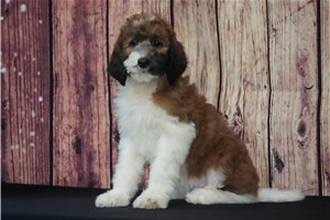 Yuki - Saint Berdoodle - St. Berdoodle for sale