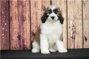 Lucy - Saint Berdoodle - St. Berdoodle for sale