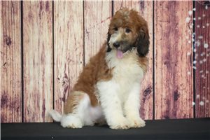 Yuki - Saint Berdoodle - St. Berdoodle for sale