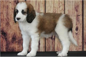 Freda - Saint Berdoodle - St. Berdoodle for sale