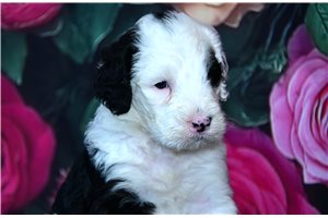 Rosco - Sheepadoodle for sale