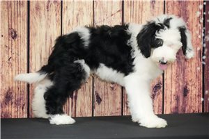 Andy - puppy for sale