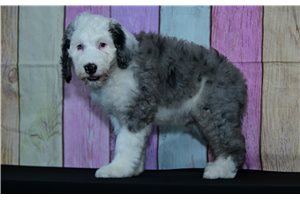 Cory, a Sheepadoodle puppy