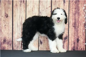 Camy - Sheepadoodle for sale