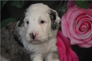 Cory - Sheepadoodle for sale