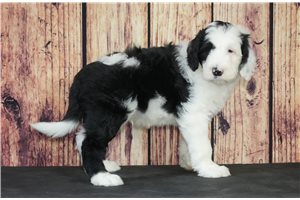 Andy - Sheepadoodle for sale