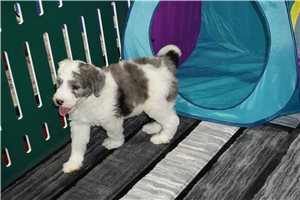 Benny - puppy for sale