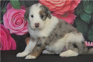 Jade - Sheepadoodle for sale