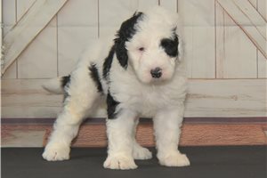 Michael - Sheepadoodle for sale