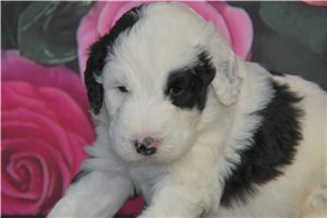 Michael - Sheepadoodle for sale
