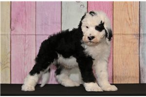 Rosco - Sheepadoodle for sale