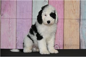 Michael - Sheepadoodle for sale