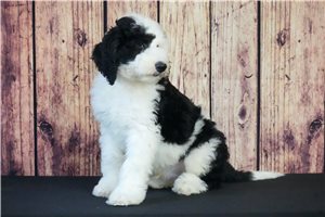Deacon - Sheepadoodle for sale