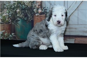 Cory - Sheepadoodle for sale