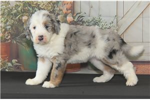 Jade - Sheepadoodle for sale