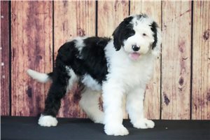 Andy - Sheepadoodle for sale