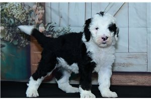 Rosco - Sheepadoodle for sale