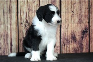 Trey - Sheepadoodle for sale