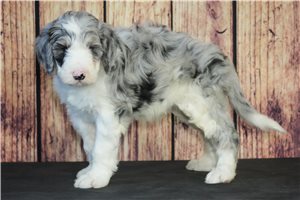 Oscar - Sheepadoodle for sale