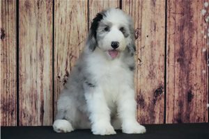 Lyle - Sheepadoodle for sale