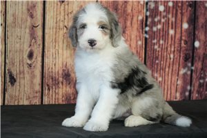 Ernie - Sheepadoodle for sale