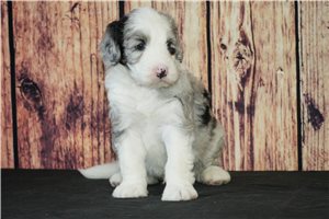 Lyle - puppy for sale