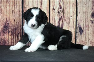 Trey - puppy for sale