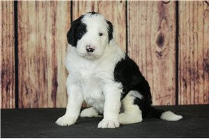 Andy - puppy for sale