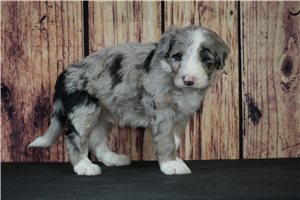 Benny - puppy for sale