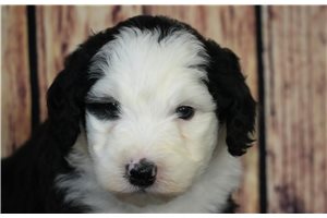 Camy - puppy for sale