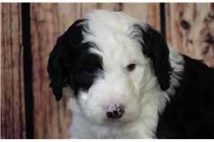 Deacon - puppy for sale