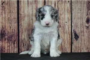 Oscar - puppy for sale